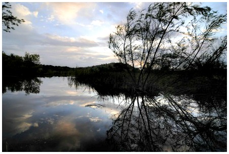 Ecology Pond